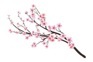 fond de fleur de sakura rose. bourgeon de cerisier aquarelle. vecteur de floraison de fleur de cerisier. sakura sur fond blanc. vecteur de fleur de cerisier aquarelle. branche de fleur de cerisier avec fleur de sakura.