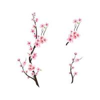 bourgeon de cerisier aquarelle. branche d'arbre en fleurs de cerisier avec fleur de sakura. fleur de cerisier aquarelle. sakura sur fond blanc. fond de fleur de sakura rose. vecteur de floraison de fleur de cerisier.