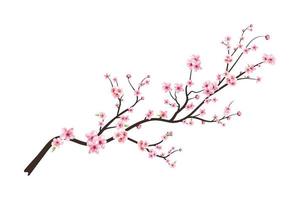 vecteur de fleur de cerisier aquarelle. fond de fleur de sakura rose. sakura sur fond blanc. vecteur de floraison de fleur de cerisier. branche de fleur de cerisier avec fleur de sakura. bourgeon de cerisier aquarelle.