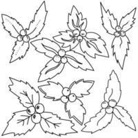 ensemble de brins de houx de noël, page de coloriage de contour de plante ilex, rosettes de feuilles et de baies illustration vectorielle vecteur