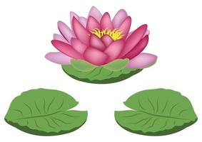 clipart de nénuphar. nénuphar violet vecteur