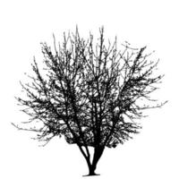silhouette d'arbre isolé sur fond blanc. illustration vectorielle vecteur