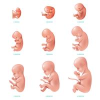 Foetus humain à l&#39;intérieur du jeu d&#39;icônes vecteur