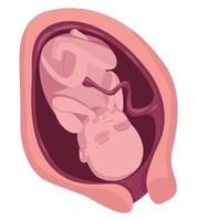 foetus avec neuf mois vecteur