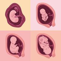 quatre icônes de développement d'embryons vecteur