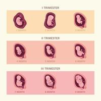 infographie de neuf fœtus vecteur