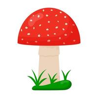 champignons amanite. champignons rouges avec des taches blanches. amanite mouche vecteur