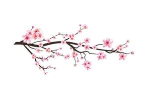 branche de fleur de cerisier avec fleur de sakura aquarelle en fleurs. propagation de fleur de sakura aquarelle réaliste. vecteur de fleur de cerisier japonais. branche de fleur de cerisier avec vecteur de fleur de sakura rose.