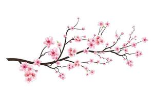 branche de fleur de cerisier réaliste. fleur de cerisier avec vecteur de fleur de sakura rose. vecteur de fleur de cerisier japonais. branche de sakura avec fleur aquarelle en fleurs. vecteur de fleur de cerisier aquarelle rose.
