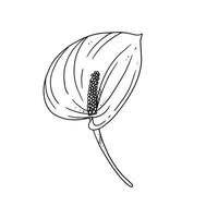 une belle illustration de contour d'arum lily. collection d'illustrations dessinées à la main de fleurs pour le design floral. un élément de décoration pour faire-part de mariage, carte de voeux, tatouage, etc. vecteur