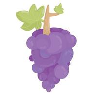 illustration de raisins violets. grappe de raisin violet isolé. fruit frais. vecteur