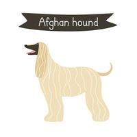 race de chien lévrier afghan. illustration vectorielle d'un animal de compagnie vintage vecteur