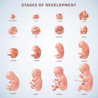 Stades du développement embryonnaire humain vecteur