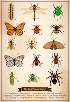 page de livre vintage insectes vecteur