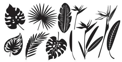 ensemble de silhouettes de feuilles tropicales exotiques de fleur de monstera, de palmier, de banane et de strelitzia. vecteur