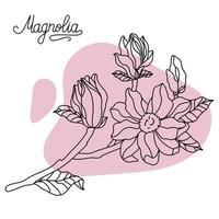 vecteur. croquis de collection de botanique florale. dessins de fleurs de magnolia. illustrations botaniques dessinées à la main. vecteur. vecteur