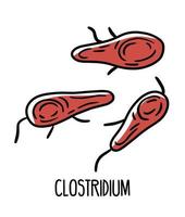 bactéries pathogènes clostridium gram-positives dans la microflore intestinale humaine, illustration vectorielle. microbiote du tube digestif. vecteur