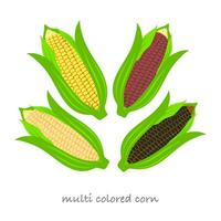 cosses de maïs multicolores pour les travaux agricoles, la plantation, la vente de maïs, la réalisation d'illustrations éducatives ou la vente de collations ou de nourriture, etc. vecteur