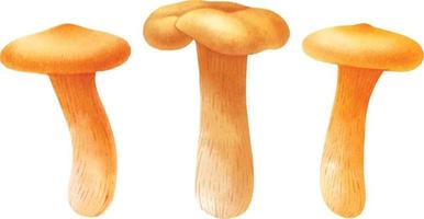 collection de style aquarelle illustration champignon vecteur