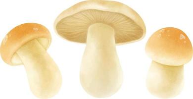 collection de style aquarelle illustration de champignon vecteur