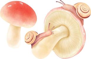 collection de style aquarelle illustration champignon vecteur