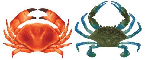 ensemble de vecteur peint à la main aquarelle de crabe de mer