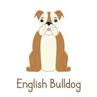 bouledogue anglais sur fond blanc. illustration de chien vecteur moderne