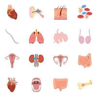 concepts d'organes internes vecteur