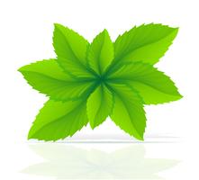 feuilles de menthe abstraite vector illustration