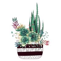 Carte avec ensemble de cactus et de plantes succulentes. Plantes du désert. vecteur