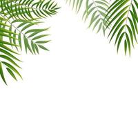 belle illustration vectorielle de palmier feuille silhouette fond vecteur