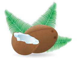 illustration vectorielle de noix de coco et de feuilles vecteur