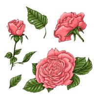 Ensemble de roses de corail. Main, dessin d&#39;illustration vectorielle vecteur