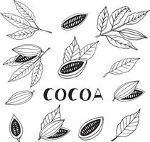 fèves de cacao avec des feuilles doodle ensemble dessinés à la main. collection d'éléments pour l'icône de conception, l'affiche, l'étiquette, le menu, la carte, l'autocollant. nourriture, plante, moitiés et lettrage entier vecteur