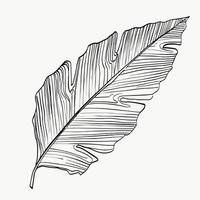 feuillage de calathea, dessin au trait de feuilles tropicales exotiques. ligne de plantes abstraites modernes ou minimales. parfait pour la décoration intérieure comme les affiches. conception d'illustrations vectorielles vecteur