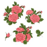 Ensemble de roses de corail. Main, dessin d&#39;illustration vectorielle vecteur