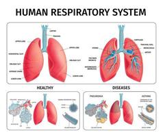 infographie de l'anatomie pulmonaire humaine vecteur