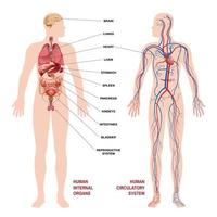 concept de schéma du système circulatoire des organes humains internes vecteur