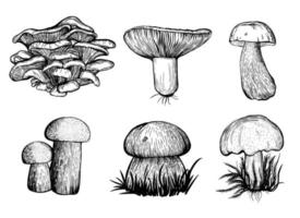 champignons forestiers. illustration vectorielle vecteur