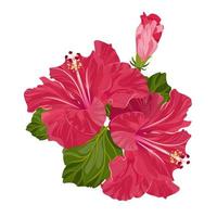 fleurs d'hibiscus rouges isolés sur fond blanc. tisanes. fleurs exotiques. illustration vectorielle de stock. vecteur
