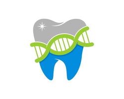 dents saines et hélice d'adn avec traitement dentaire vecteur