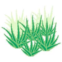 buisson d'aloe vera, plante succulente, fleur isolée sur fond blanc. envahi par l'aloe vera. vecteur