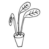plante de dessin animé en pot isolé sur fond blanc. fleur de maison dans le style doodle. vecteur