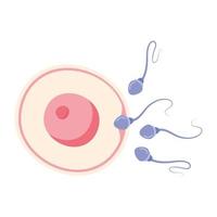 fécondation de l'ovule vecteur