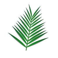 feuille de palmier verte isolée avec une ombre. pour l'arrangement des compositions, la conception. réaliste. vecteur