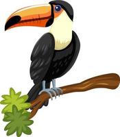 Oiseau toucan sur une branche isolée sur fond blanc vecteur