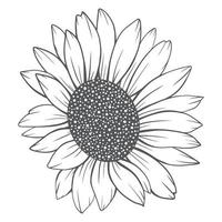 dessin au trait tournesol, dessin au trait tournesol, dessin au trait floral, contour de tournesol vecteur