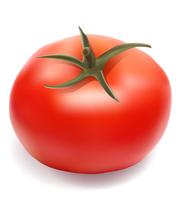 illustration vectorielle tomate vecteur