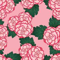 fleur de bégonia rose, picotee premier amour sur fond rose vecteur