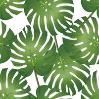 philodendron monstera feuille sans soudure isolé sur fond blanc. vecteur